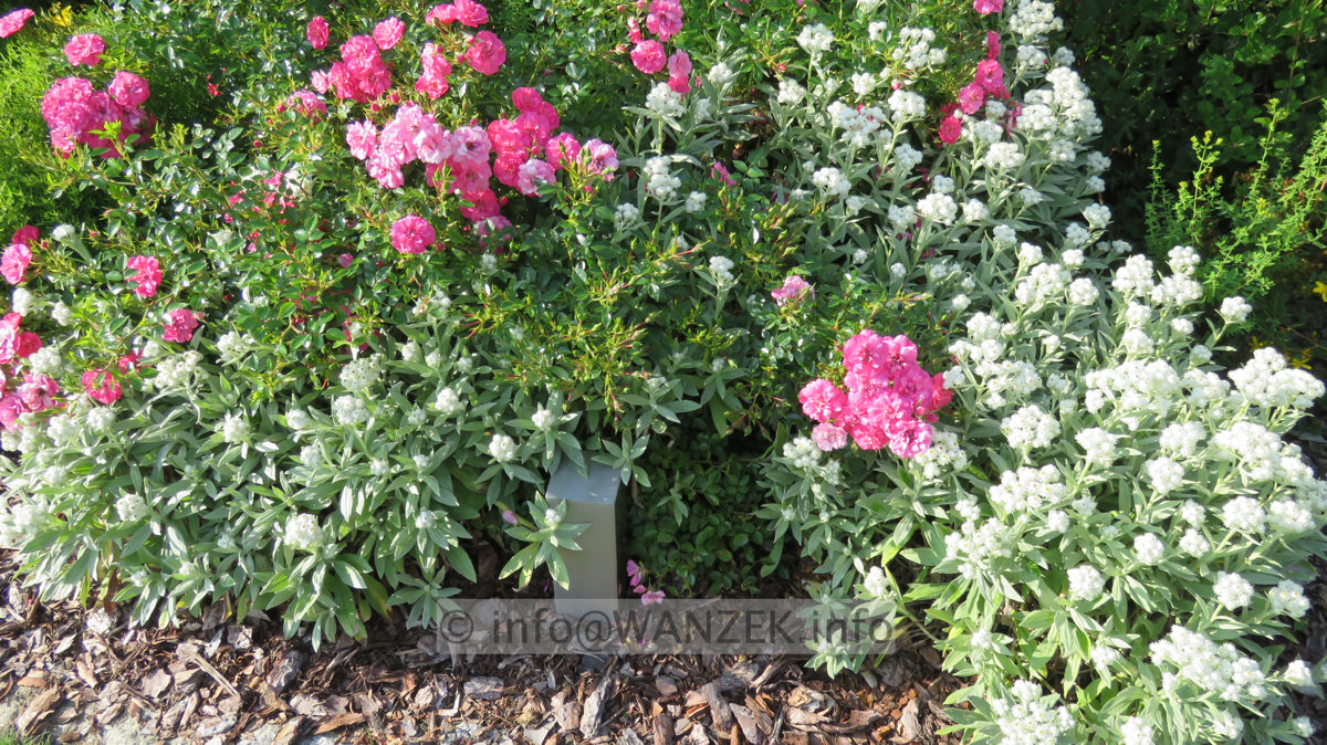 Strauchrose Heidetraum und Anaphalis.JPG